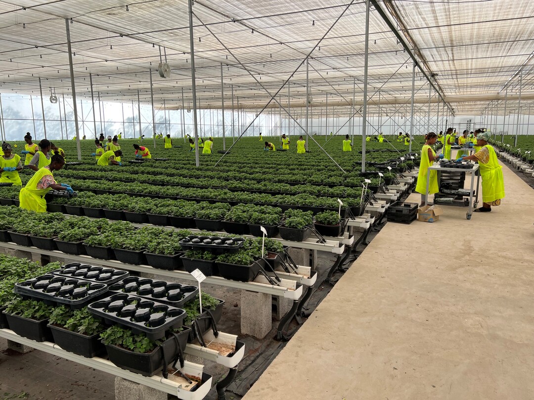 New is the own cuttings production in Ethiopia.
