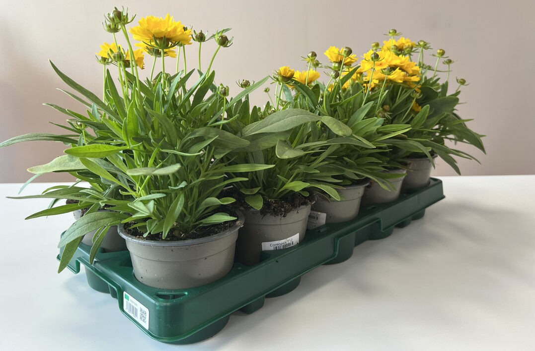 For 2024, the expected production is estimated at just under 4 million trays, which will avoid the use of 16 million disposable trays or more than 2,000 tonnes of plastic waste, assuming four rotations per year.