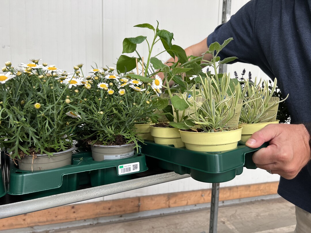40,000 trays from 2 suppliers were evaluated