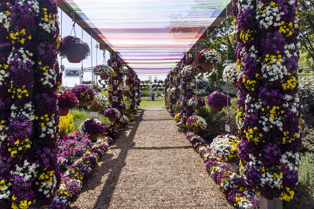FlowerTrials will welcome visitors again in week 24 in 2023 when it falls from 13th to 16th June.