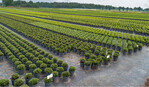 Peat-reduced substrates for nurseries are developed together with the practice.