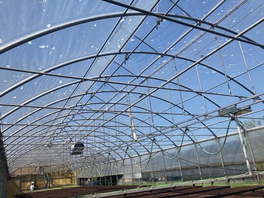 Hailstones of an exceptional size of over ten centimetres in diameter hit over one hundred horticulture companies during heavy storms in the north-eastern part of Italy.