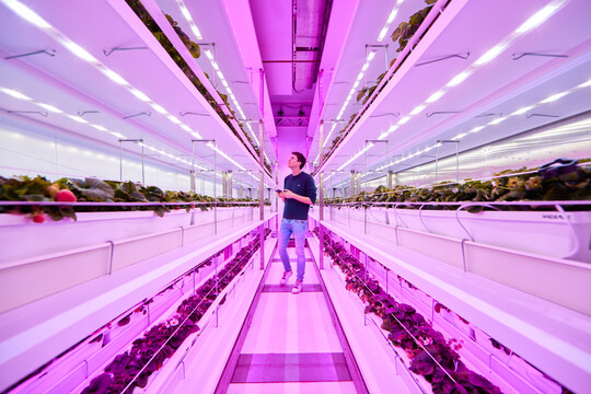 LED lighting in a greenhouse