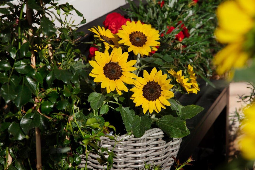 Helianthus "Sunsation Compact" meets the global demand for products with true genetic compactness.