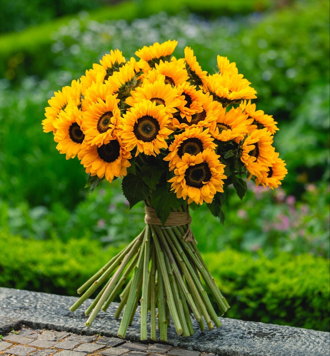 Helianthus "Solano"
