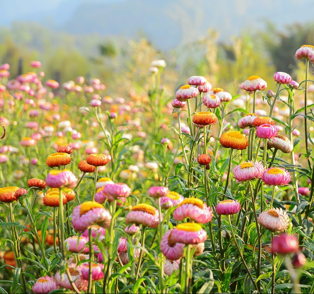 Helichrysum
