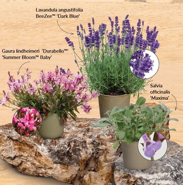 Examples from Hishtil"s breeding program