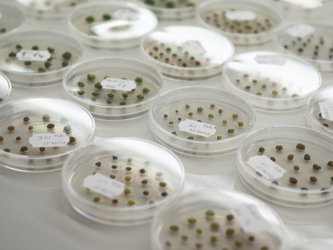 It is the modern, specialist techniques that allow us to incorporate the desired characteristics such as resistance to disease, drought or frost into the DNA more quickly than using classic breeding.