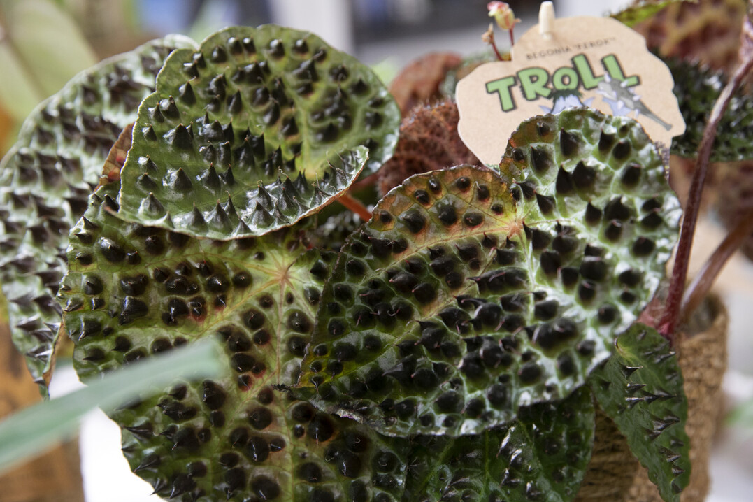 Impressions of the trade fair Myplant & Garden, which took place in Milan/Italy from 22 to 24 February 2023.