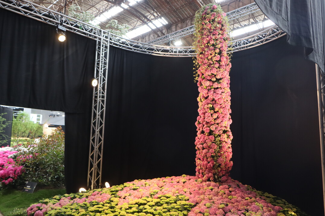 Hydrangeas in the spotlight.