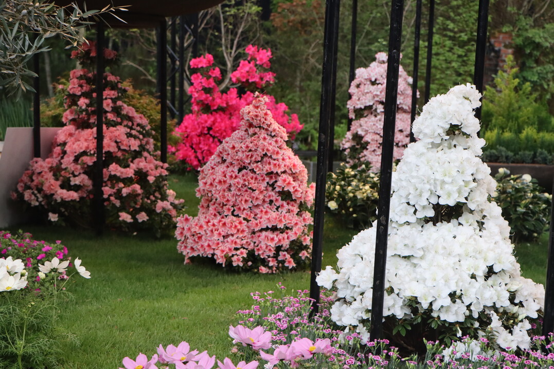 The wealth of varieties, shapes and colours of the Ghent azaleas is incredibly large.