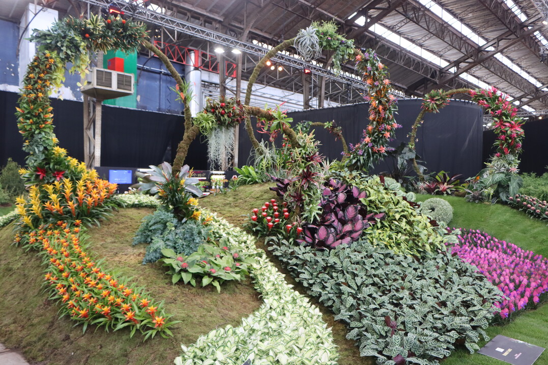 The Belgian company Deroose Plants, which is active in many countries worldwide, presented itself with a magnificent bromeliad stand (https://www.exoticplant.be/en/home/).