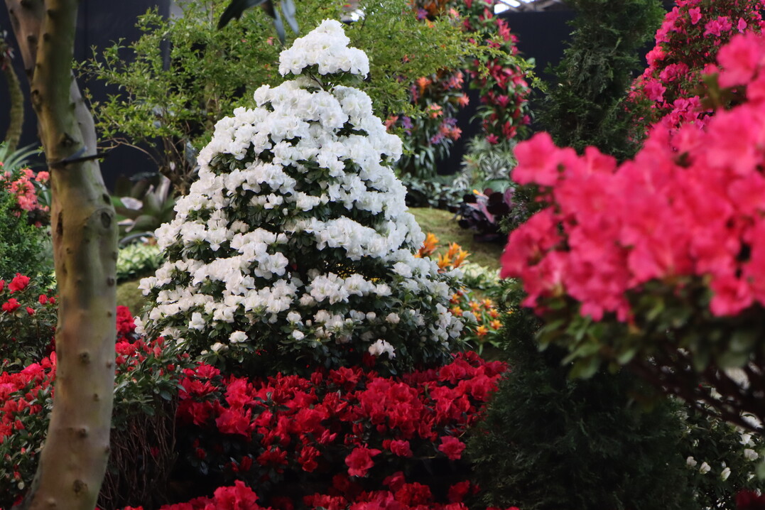 The organisers: "No other country in the world can do what the Flemish azalea grower can. Curious about a few facts?
90 % of Europe"s azaleas are grown in ornamental plant nurseries in East Flanders. Every year, 25 million azaleas are grown in Flanders.
In 2010, the Ghent azalea was recognised as a Protected Geographical Indication (PGI). No European ornamental plant product had received this recognition before."