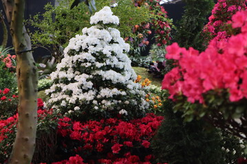The organisers: "No other country in the world can do what the Flemish azalea grower can. Curious about a few facts?

90 % of Europe"s azaleas are grown in ornamental plant nurseries in East Flanders. Every year, 25 million azaleas are grown in Flanders.
In 2010, the Ghent azalea was recognised as a Protected Geographical Indication (PGI). No European ornamental plant product had received this recognition before."