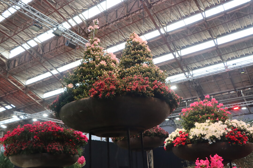 The organisers: "The 36th edition of Floralin Ghent took place in the familiar buildings of the ICC, the Floralinhall and Kuipke with various concept rooms, indoor and outdoor gardens."
