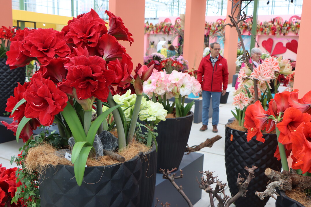 At the end of April were still shown magnificent Hippeastrum.