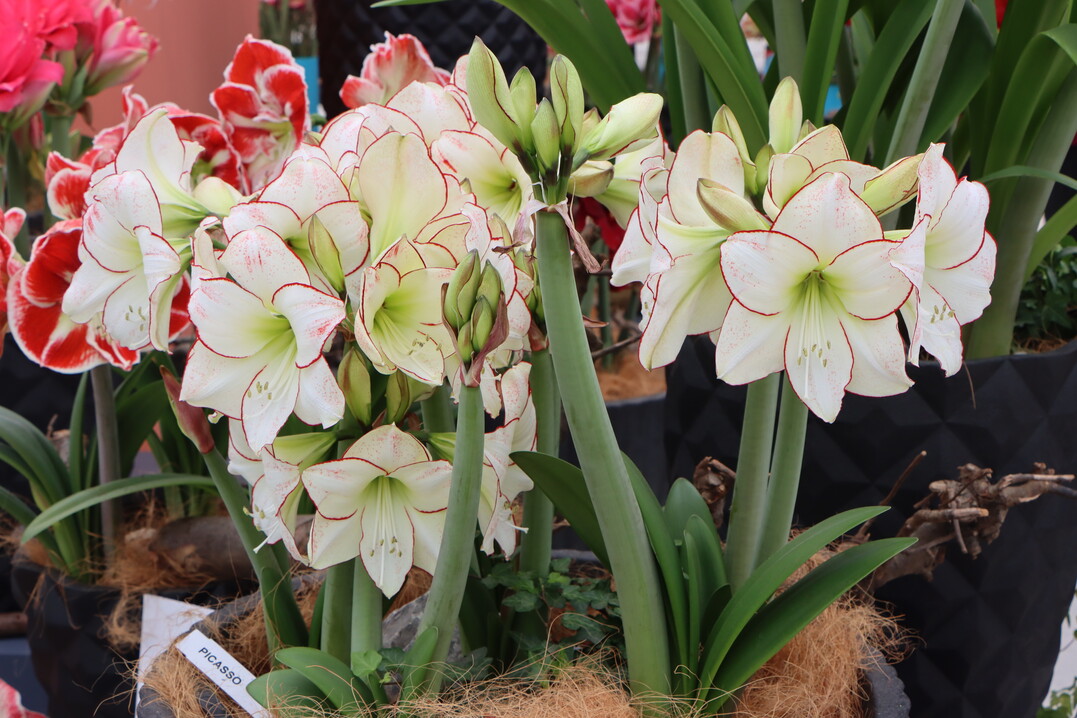 What a noble flower color!