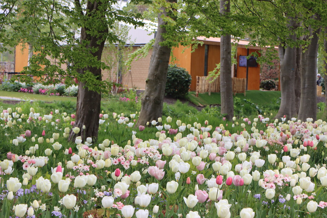 Floriade offers large areas with seasonal plantings, with bulb flowers and also with perennials.
