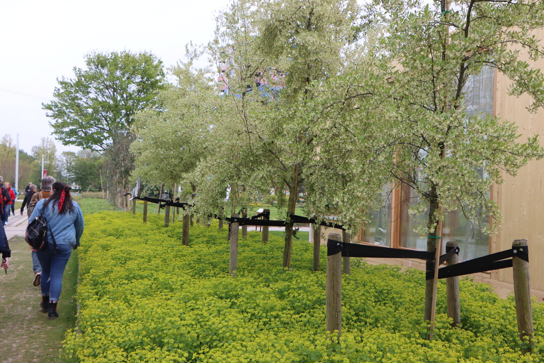The arboretum is an alphabetically arranged library of trees and plants that you can wander through. All the trees, plants and flowers presented here contribute to a green and healthy city.