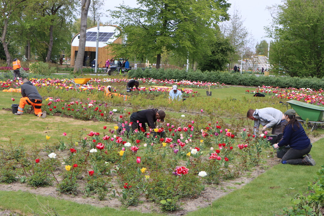 A lot of staff is scheduled to maintain the extensive garden show area.