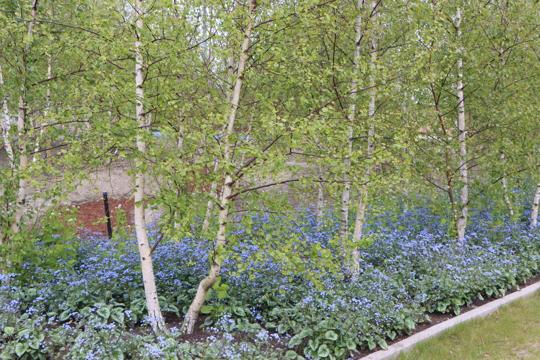 At the end of April the plantings show spring colors.