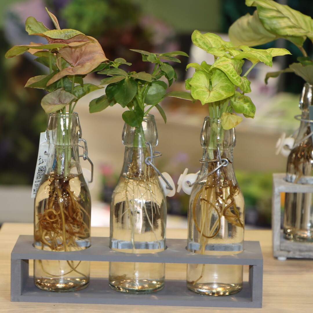 At the IPM Discovery Center, the plant was the imaginative focus.
