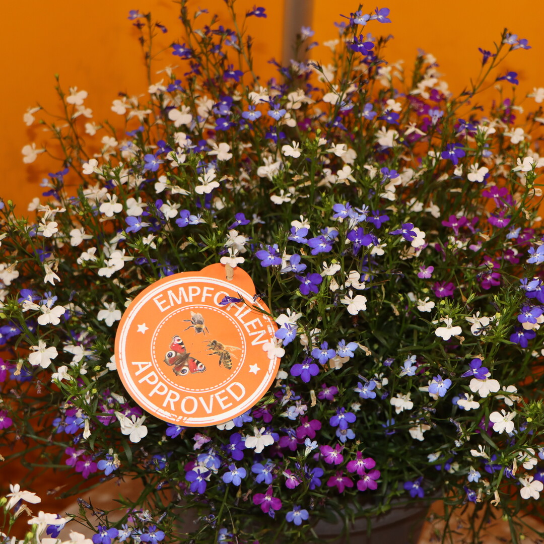 Special attention was paid to insect-friendly flowering plants.