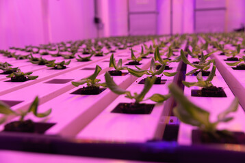 Indoor Farming at Certhon Innovation Centre