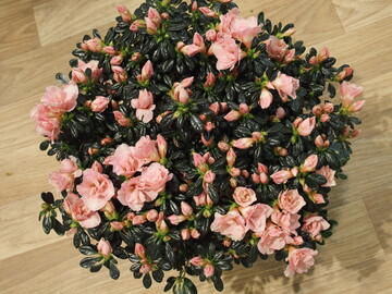 Beautiful azalea "Christine Cherry Blossum` eliminates formaldehyde and gives enormous amount of water.