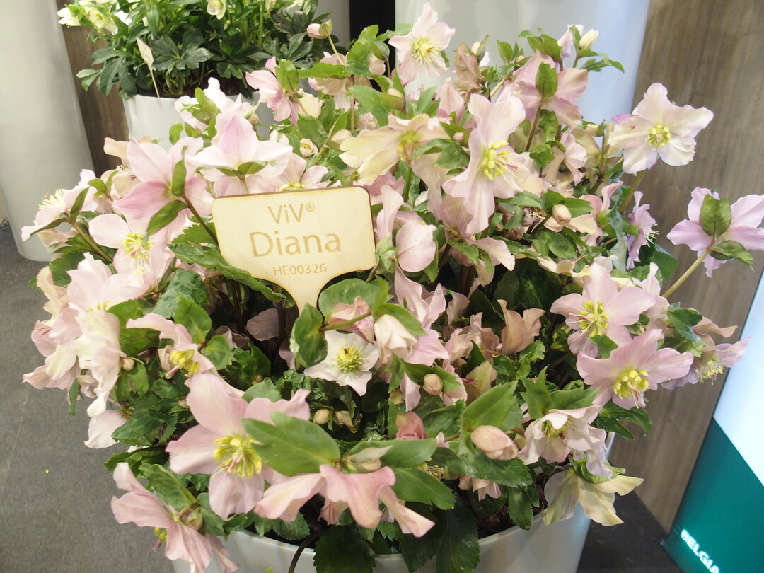 Outdoors, the pink color of Helleborus "Diana` is more pronounced.