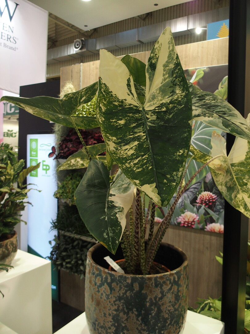Alocasia Zebrina variegated`