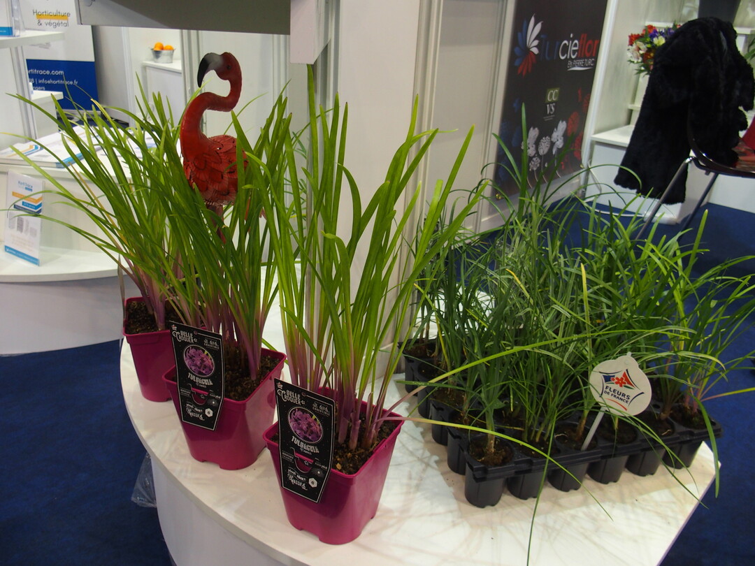 All parts of the Tulbaghia plant, which is native to South America, are edible.