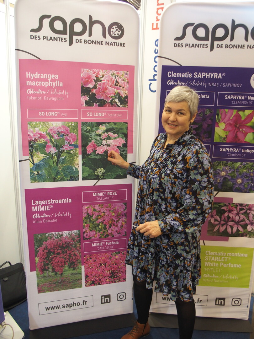 Valrie Lebourgeois demonstrated the benefits of the "So Long Aya" hortensie to the Sapho agency.