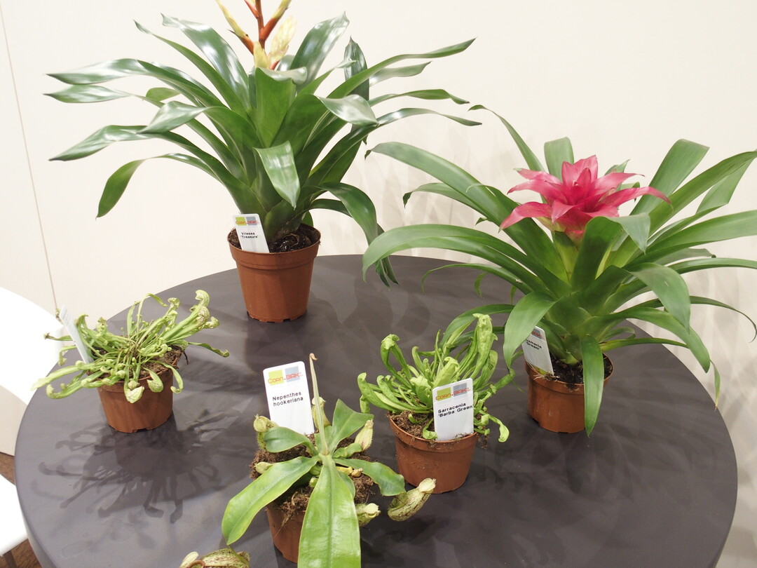 Foremostco supplies a wide range of ornamental young plants.