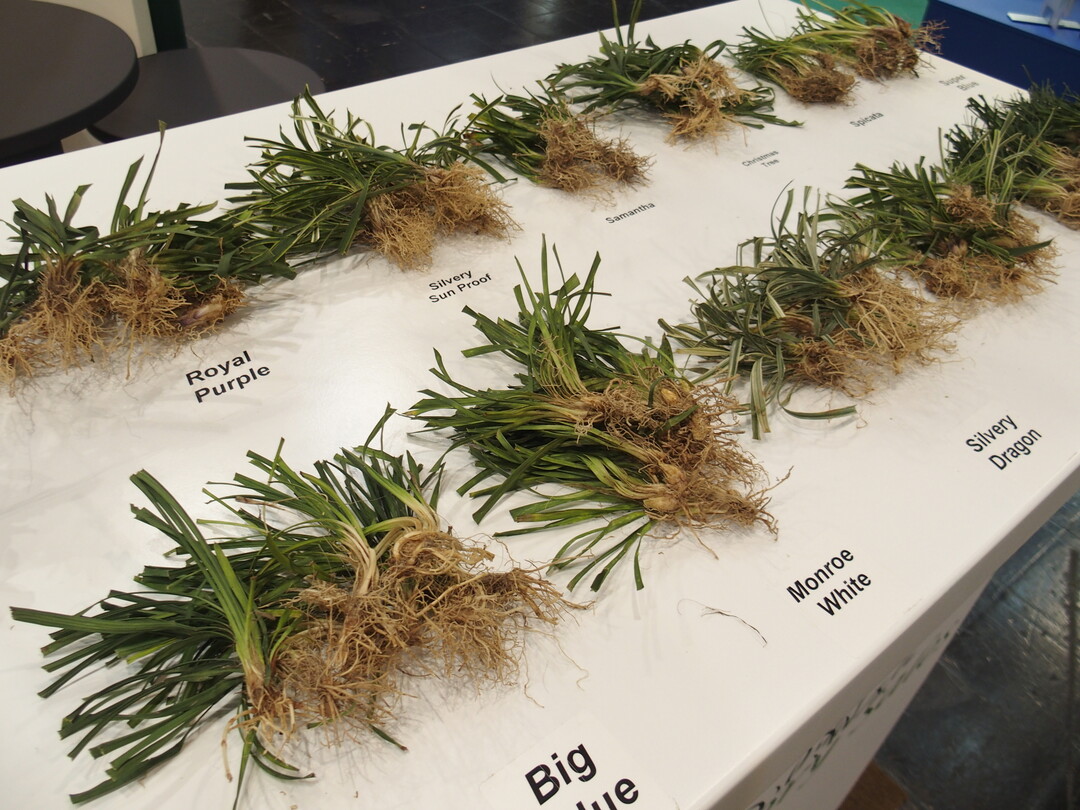 Liriope Factory supplies young plants of grape lily.