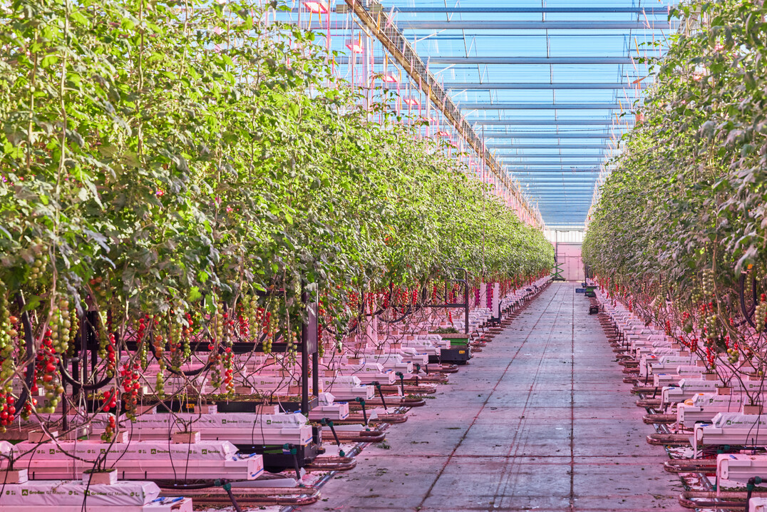 A Philips LED toplighting and interlighting system replaces hybrid system at Jami Tomatoes BV.