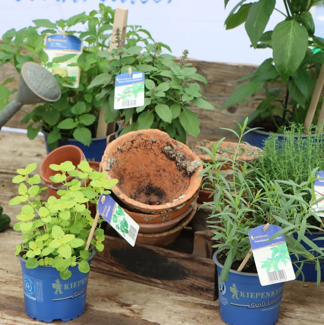 "Garden Herbs: Barbecue, Cook, Enjoy"