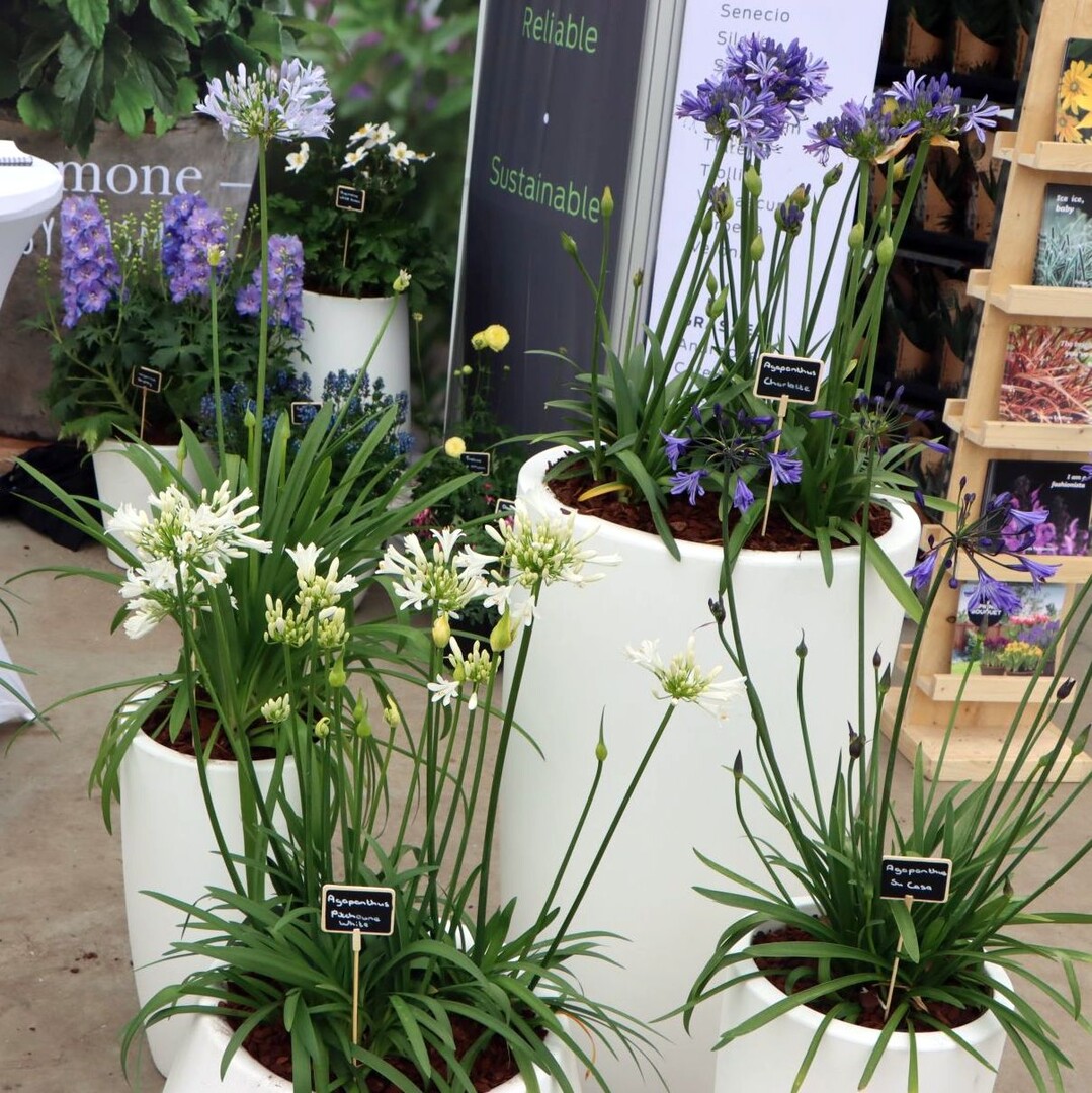 AllPlant offers a wide range at Agapanthus.