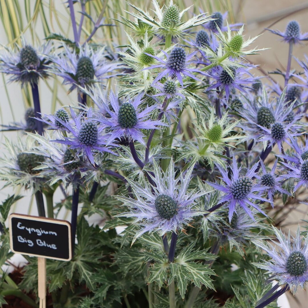 Eryngium "Big Blue"