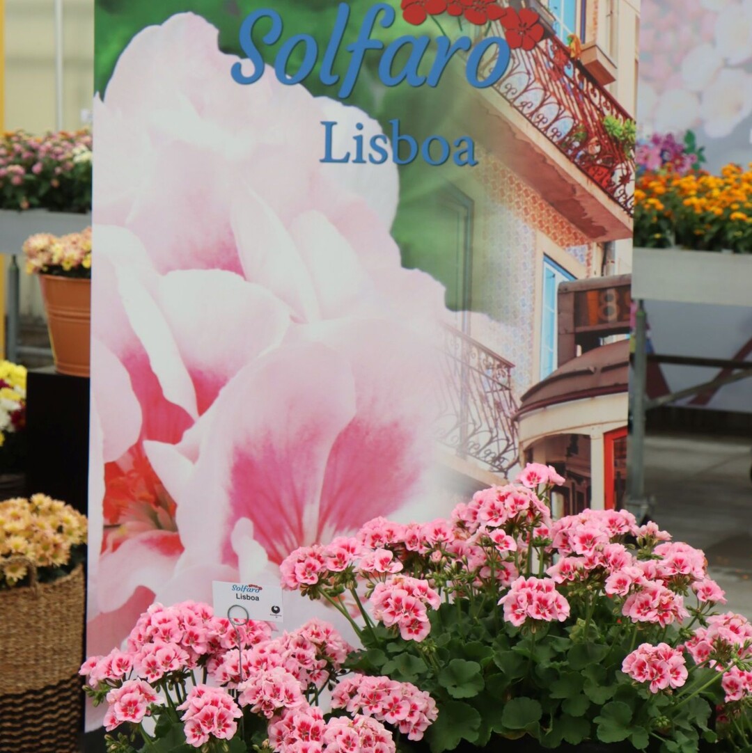 Pelargonium Solfaro Lisboa was one of the promising candidates for the FleuroStar Award 2023