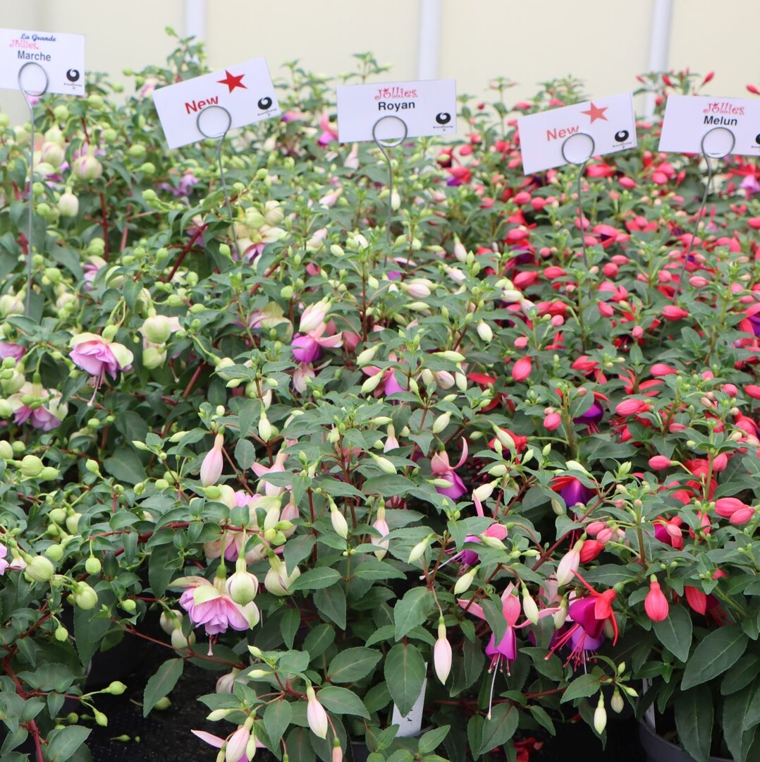 The "Jollies" are the most important fuchsia series for Brandkamp