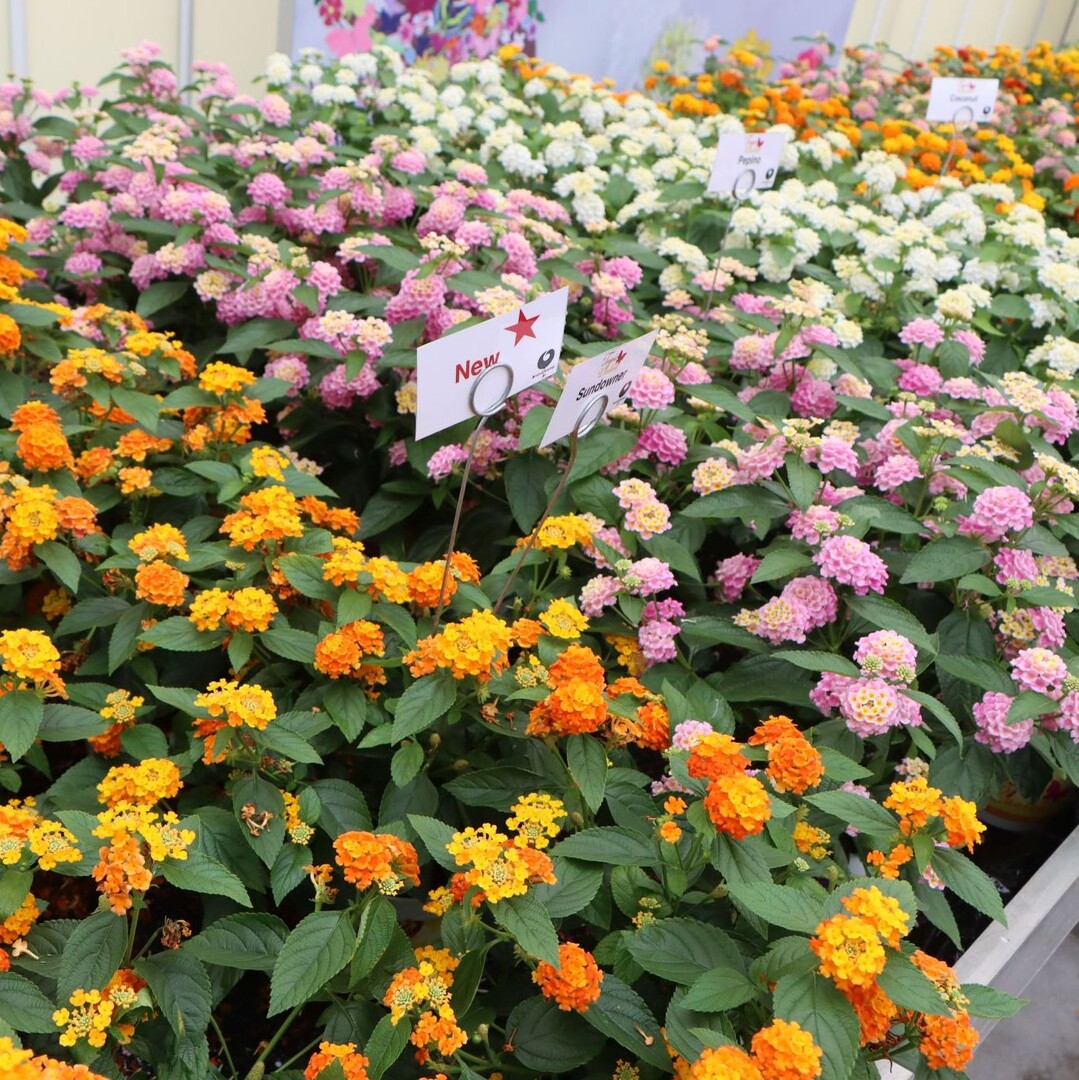 The "Tropic" Lantana are early flowering, bushy and compact Lantans. The bring many bright orange colored flowers.