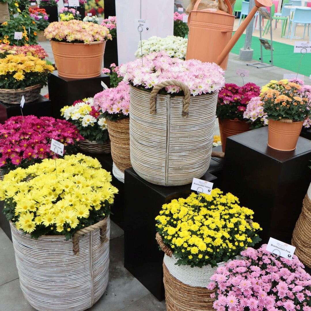 Brandkamp is internationally known for its chrysanthemum cultivars.