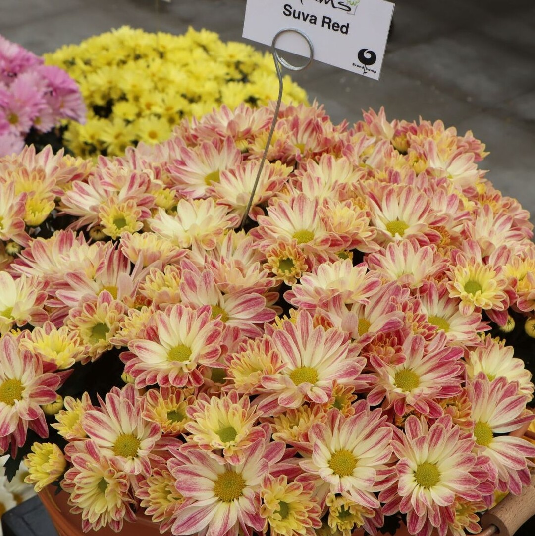 "Suva Red" particularly caught our eye - an impressive colour!