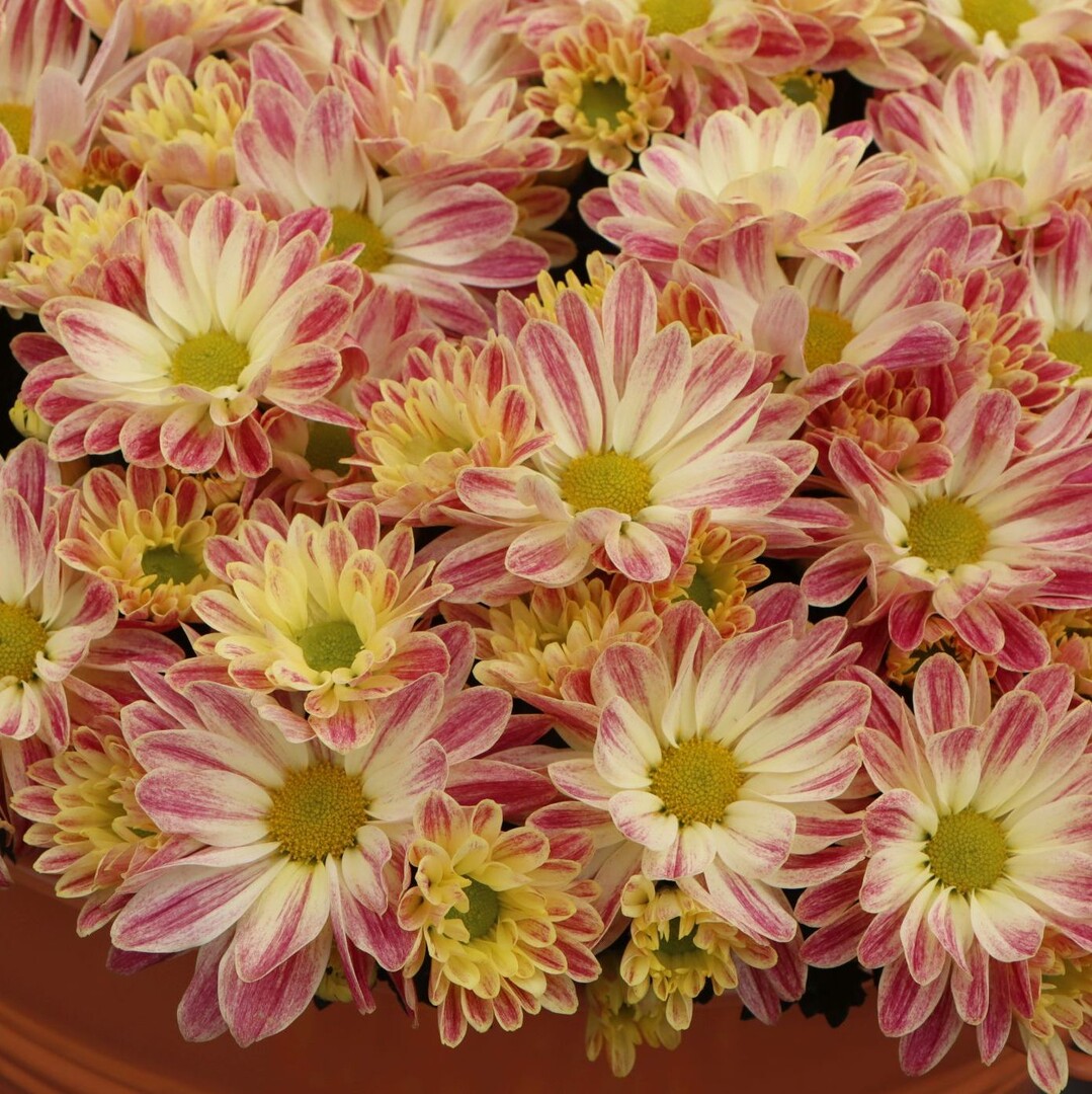 "Suva Red" particularly caught our eye - an impressive colour!