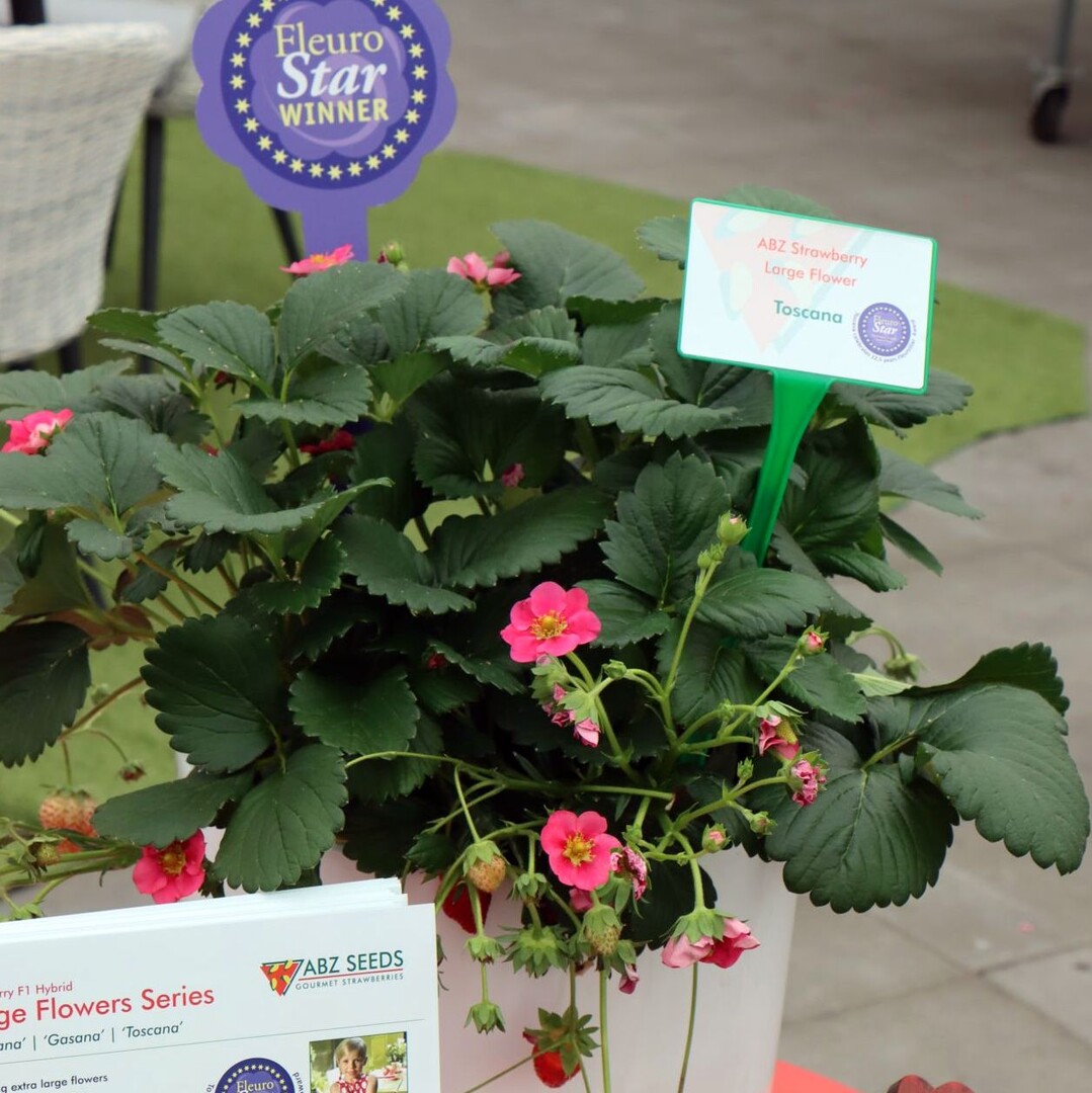 The strawberry "Toscana" with large flowers has already won the FleuroStar Award once.
