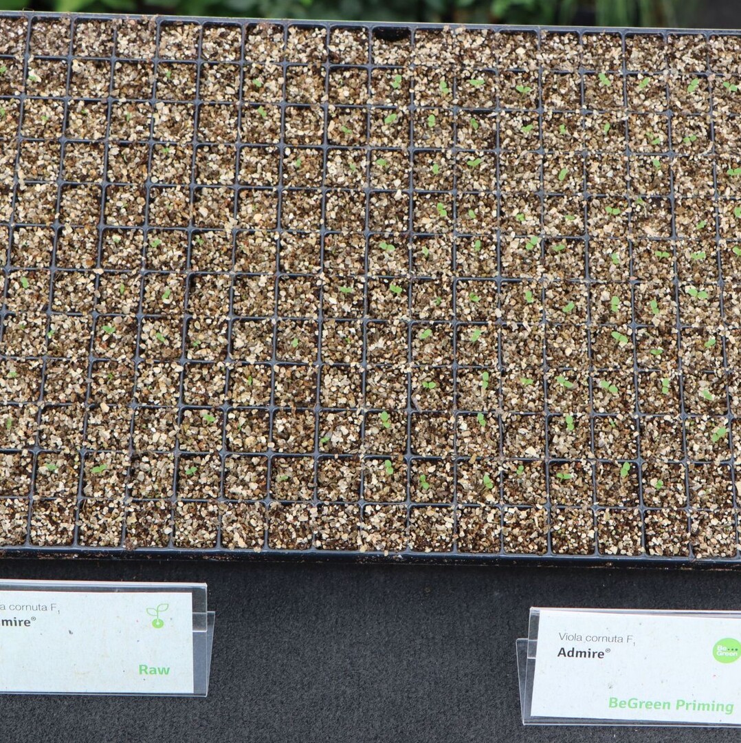 Right: The quality of seedlings from primed seed is significantly better