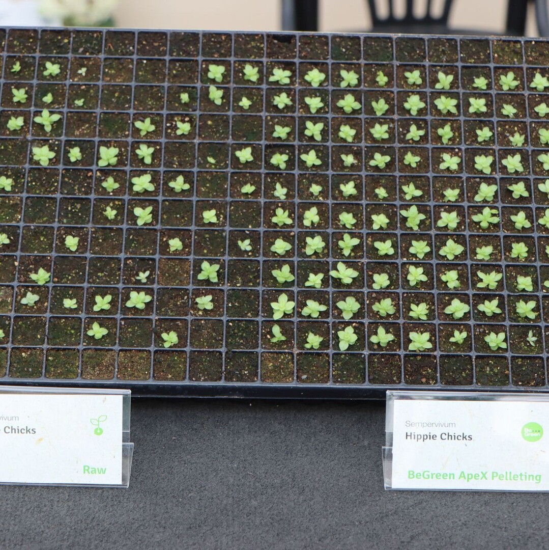 Here, too, it is immediately apparent: the quality of the seedlings on the right is much better after seed treatment.