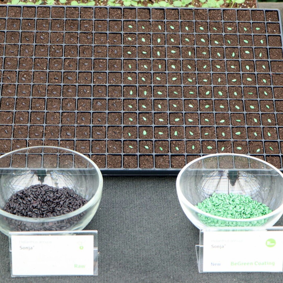 Colour-coated seed is much easier to spot on the dark substrate.