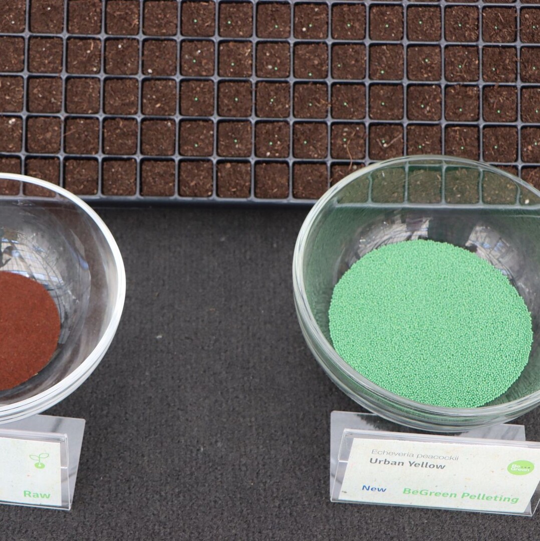 Overall, the exciting little exhibition at Benary made clear the value of professional seed treatment
